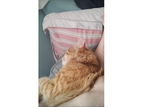 Bu tatlı kediyi sahiplendirmek istiyoruz acill