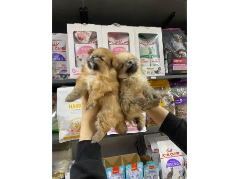 Dişi sevimli pomeranian bebekler