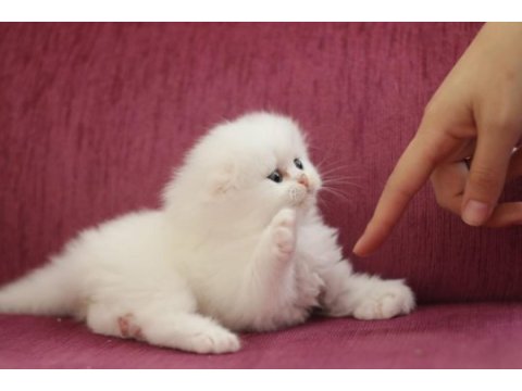 Hodri meydan daha güzeli yok en tatlı scottish fold