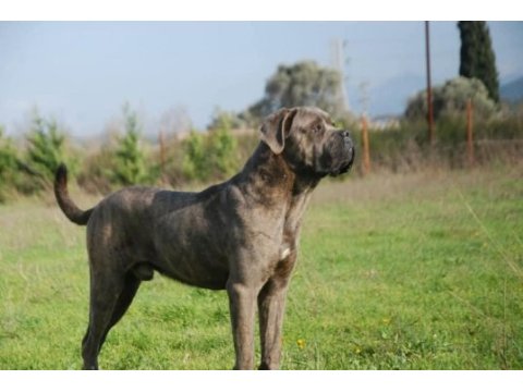 Acil sahiplendirilecek a şecereli cane corso yavrular
