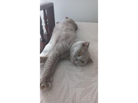 Scottish fold kedimizi sahiplendiriyoruz