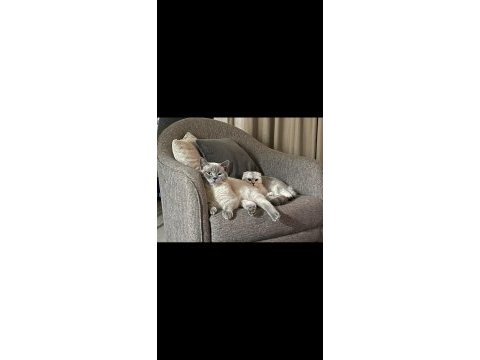 A kalite scottish fold ve british shorthair yavrular