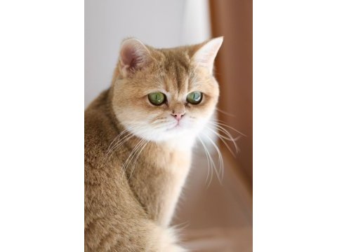 3.5 yaşında british shorthair kedisi