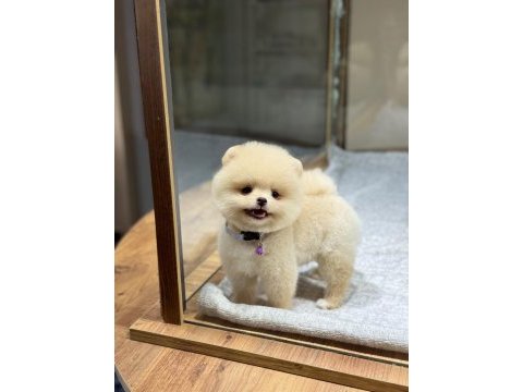 Dişi ve erkek teacup boy pomeranian teddy bear yavrularım