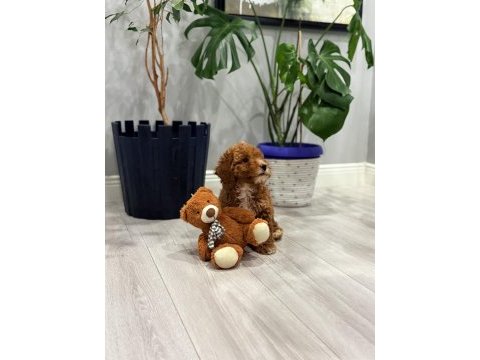 2 aylık poodle bebeğin yeni sahibi olmak ister misiniz