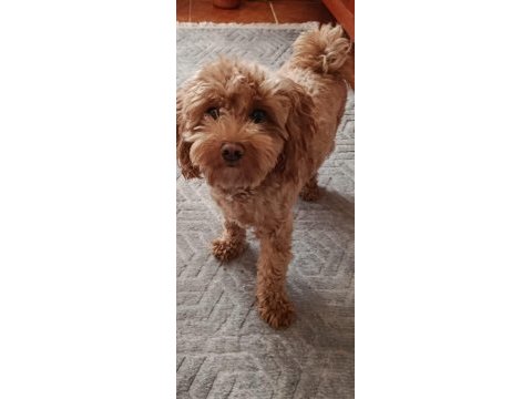 Güzel poodle yavrumuza acil yuva aranıyor uyguna