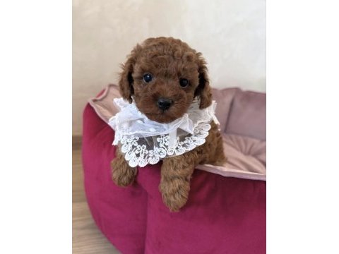 Bisküvi tadında toy poodle bebeklerimiz