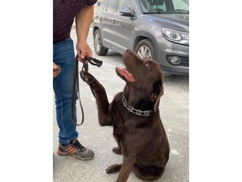 Labrador köpek