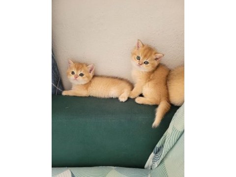 British golden ny 12 ve black golden