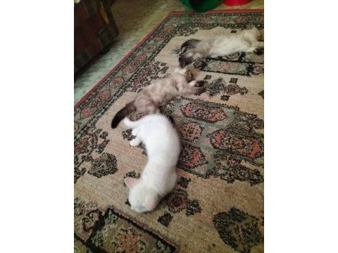 British shorthair yavru kedisi