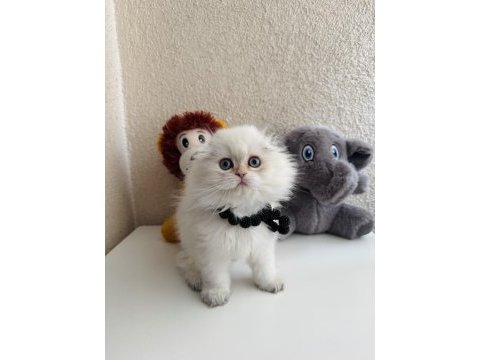 Scottish fold longhair