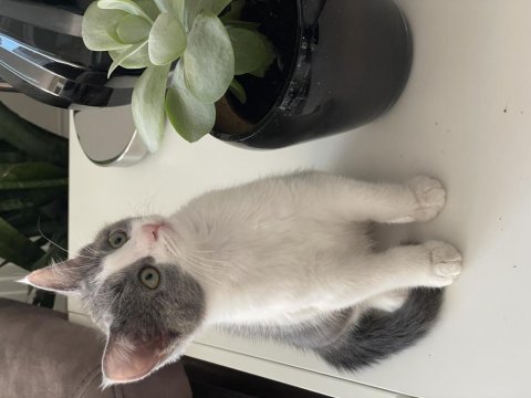 Onu ömür boyu sevecek exotic shorthair ailesini arıyoruz