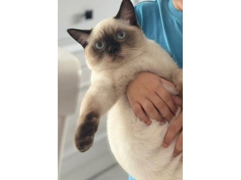 Show kalite birman kedisi yavrular