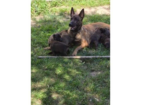 Belçika malinois üst kalite erkek dişi yavrularımız