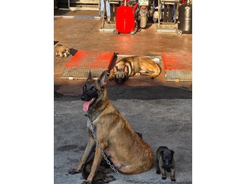 Belçika malinois köpeği