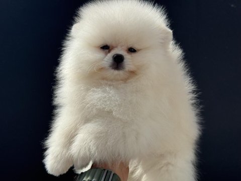 Petmode köpek çiftliğinde ziyarete açık  pomeranian