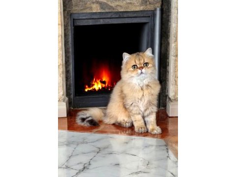 İran chinchilla safkan