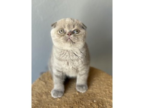 Scottish fold kedisi