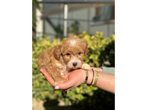 Orjinal anne ve babadan maltipoo bebeklerimiz