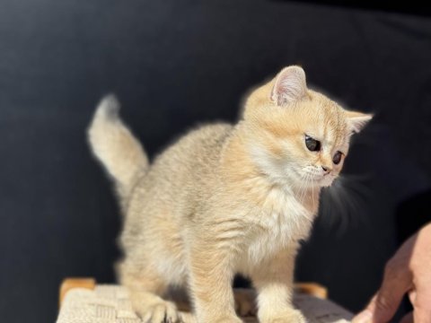 Ankaranın en kaliteli golden british shorthair yavruları