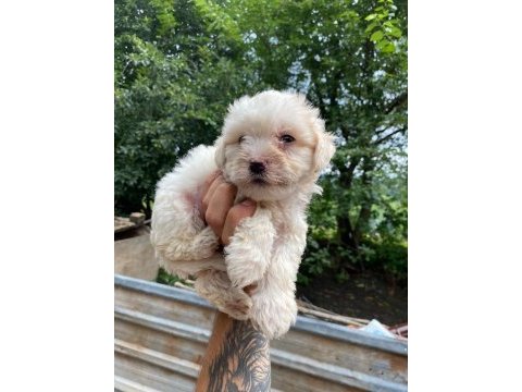 Maltese terrier yavru
