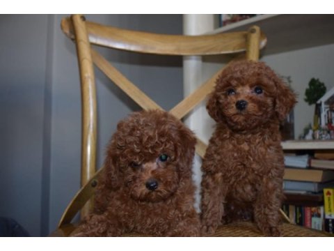 Ev ortamında büyüyen toy poodle yavrular