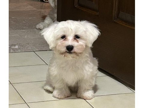 3 aylık erkek saf maltese terrier