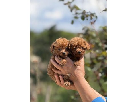 Aşılı çiş eğitimli teacup toy poodle 