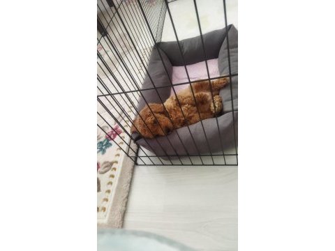 2 aylık dünyalar tatlısı toy poodle