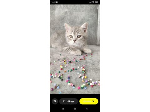 British shorthair 60 günlük erkek