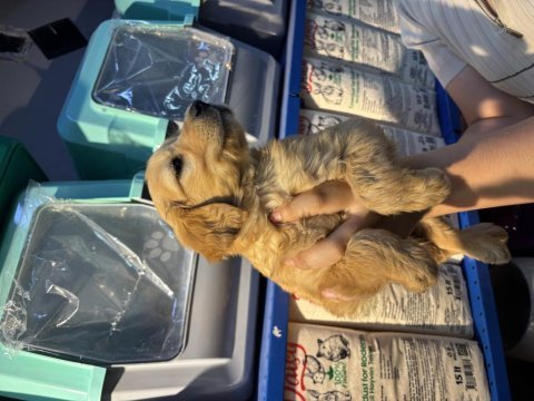 Erkek dişi golden retriever yeni yuvasını bekliyor
