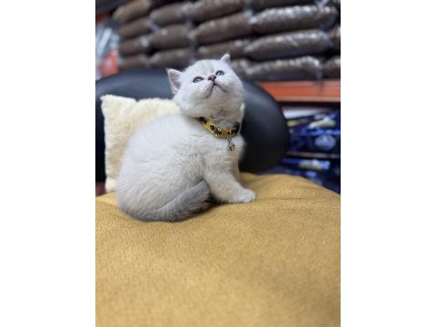 Lynx point erkek british shorthair