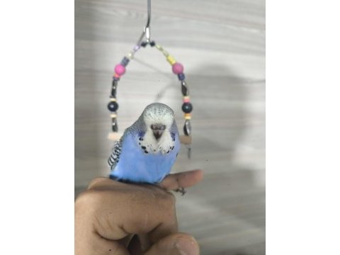 Bebek muhabbet kuşları