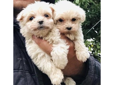 2 aylık terrier yavrularım için yuva arıyorum