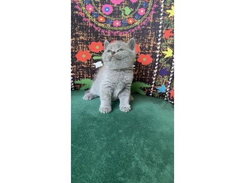 Gri ayı kafa yavru kedimiz