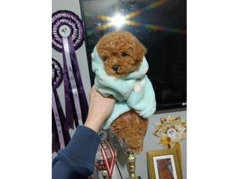 Poodle gibi maltipoo bebek