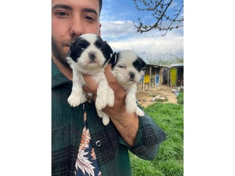 Shih tzu bebeklerimiz
