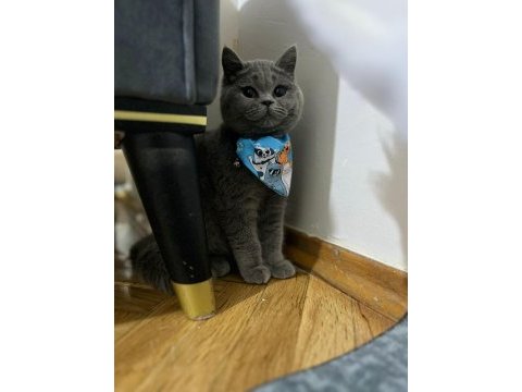 British shorthair bebeklerimiz