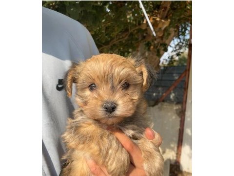 (sdk) çiftlikten sevimli morkie yavrular