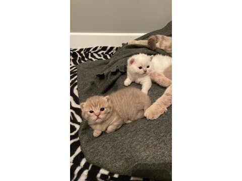23eylül doğumlu bebeklerimiz scottish fold