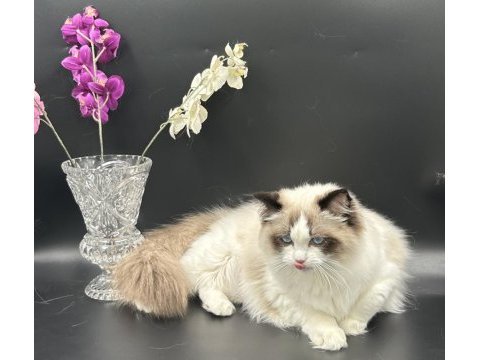 Arina s ragnia nin şecereli şampiyon ragdoll bebekleri