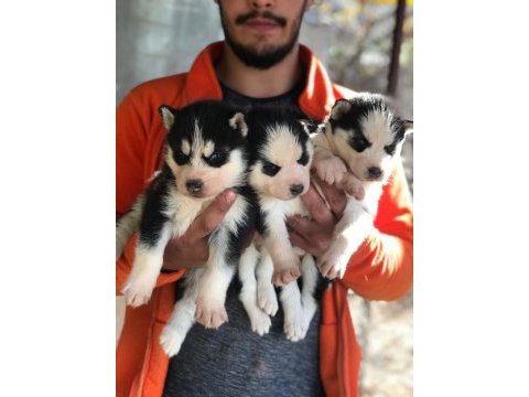 Maskeli orjinal mavi göz husky yavrular