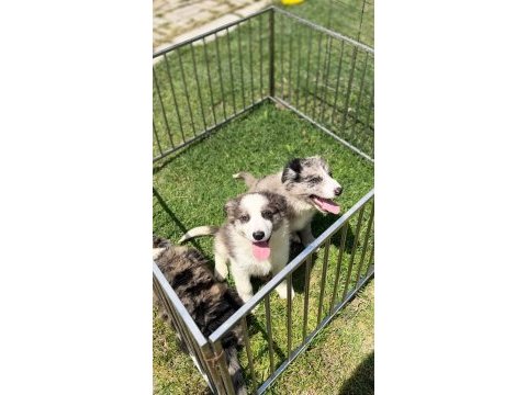 Blue merle border collie yavrular