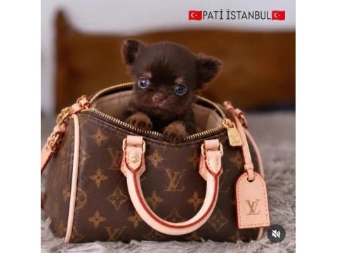 Safkan bir erkek chihuahua