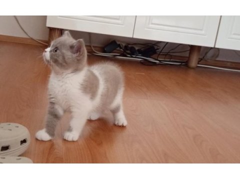 İzmir nadir renk british shorthair yavrumuz