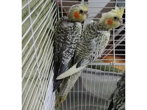 Sultan papağanı yavruları sağlıklı