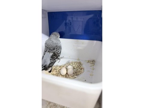 Yumurta yavru garantili show jumbo takım muhabbet kuşu