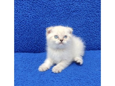 Teslime hazır mükemmel bir scottish fold