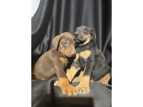 Orjinal doberman