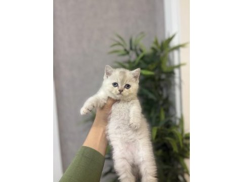 Brıtısh shorthair ırk garantili yavrularım 